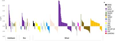 Strategies and Bottlenecks in Hexaploid Wheat to Mobilize Soil Iron to Grains